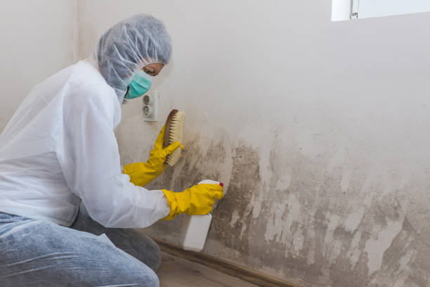 Best Industrial Mold Remediation in Weedpatch, CA