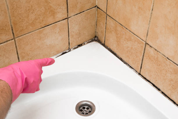 Best Kitchen Mold Remediation in Weedpatch, CA